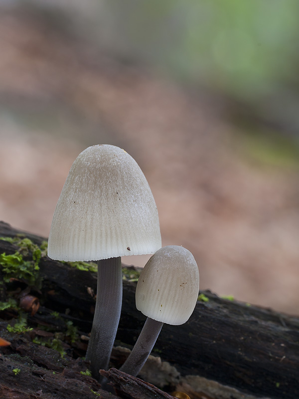 Mycena arcangeliana